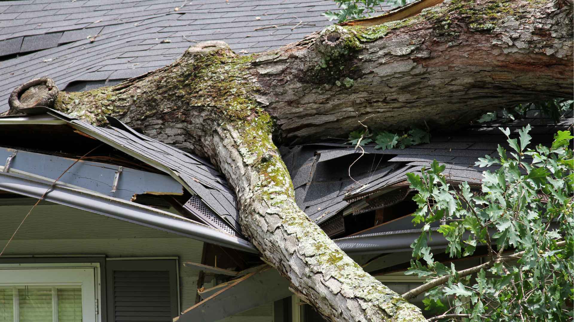 A large fallen tree on a broken gray shingle rooftop